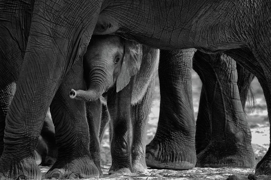 Elephant Photograph - Small Among Larges. by Cheng Chang