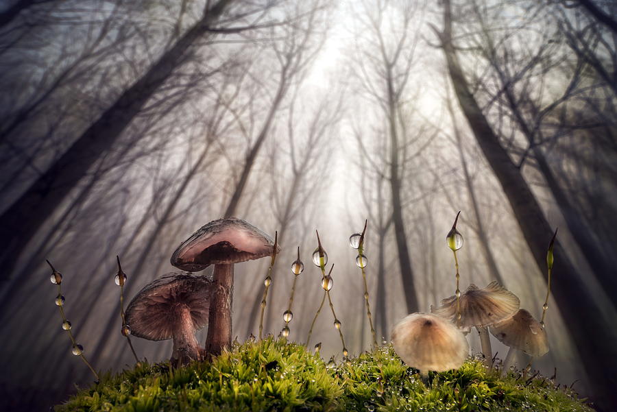 Small And Giant Creatures Of The Woods Photograph by Alberto Ghizzi Panizza