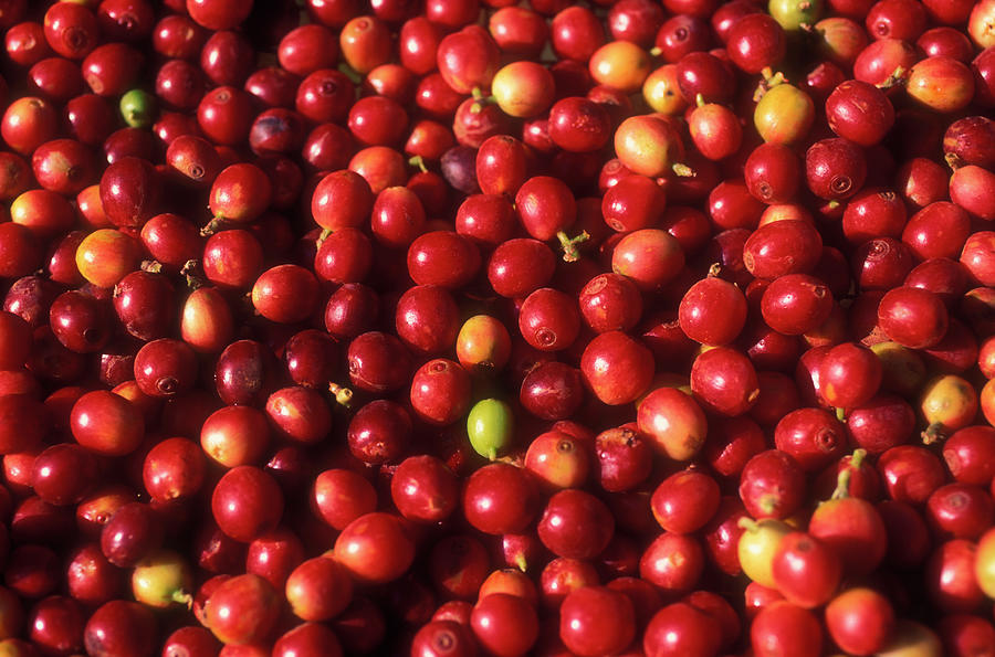 Small And Red Coffee Tree Fruits Photograph by Brasil2