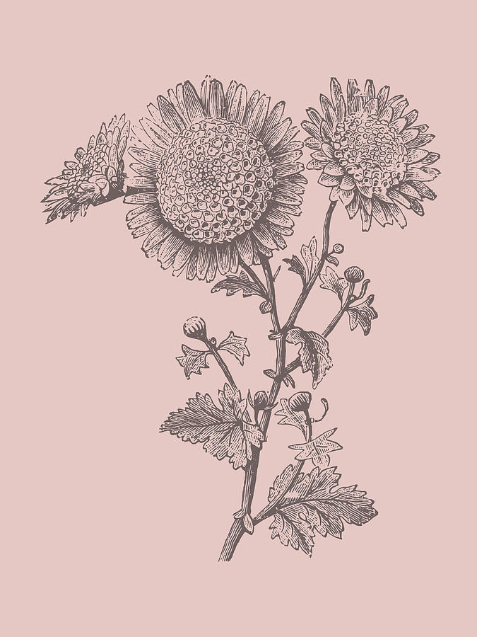 Flower Mixed Media - Small Anemone Blush Pink Flower by Naxart Studio