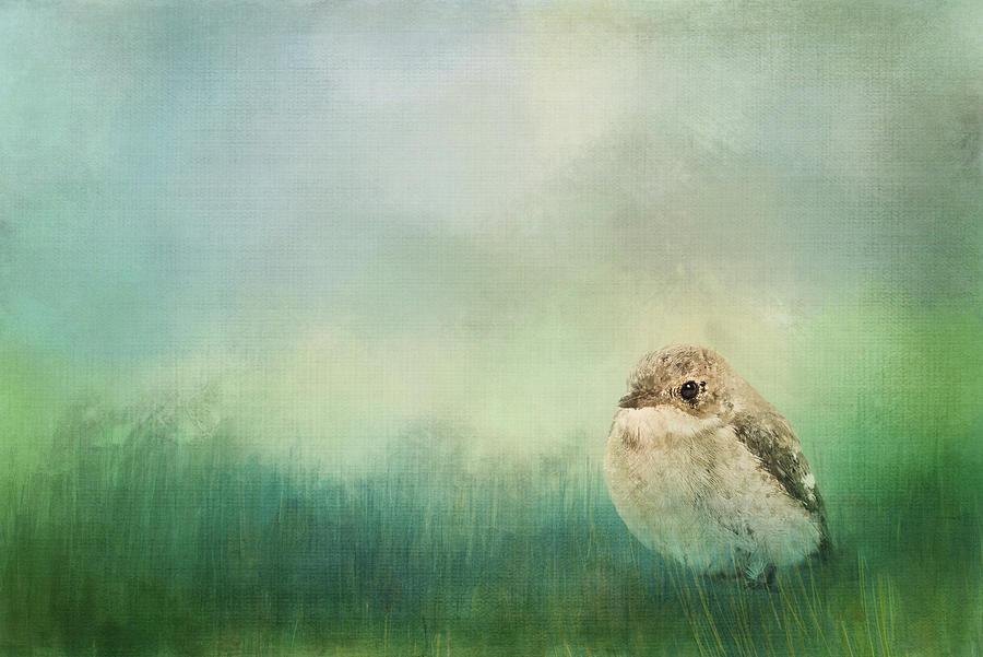Small Bird in Grass Digital Art by Terry Davis