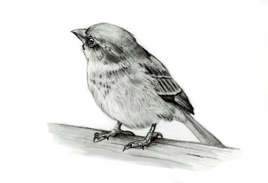 Small Bird Drawing by Joyce Geleynse