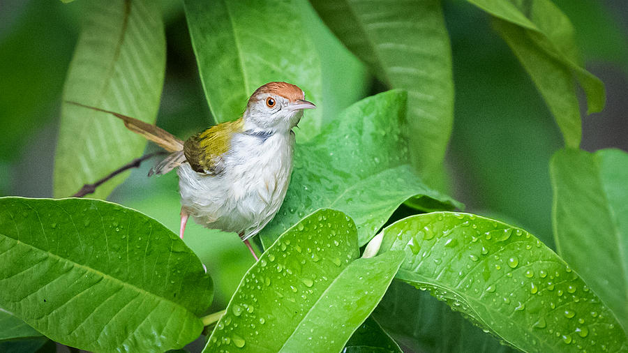 Small Bird Photograph by Nilendu Banerjee