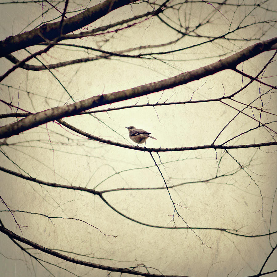 Small Bird Sitting On Tree Branch Photograph by Ciao Bella Photography