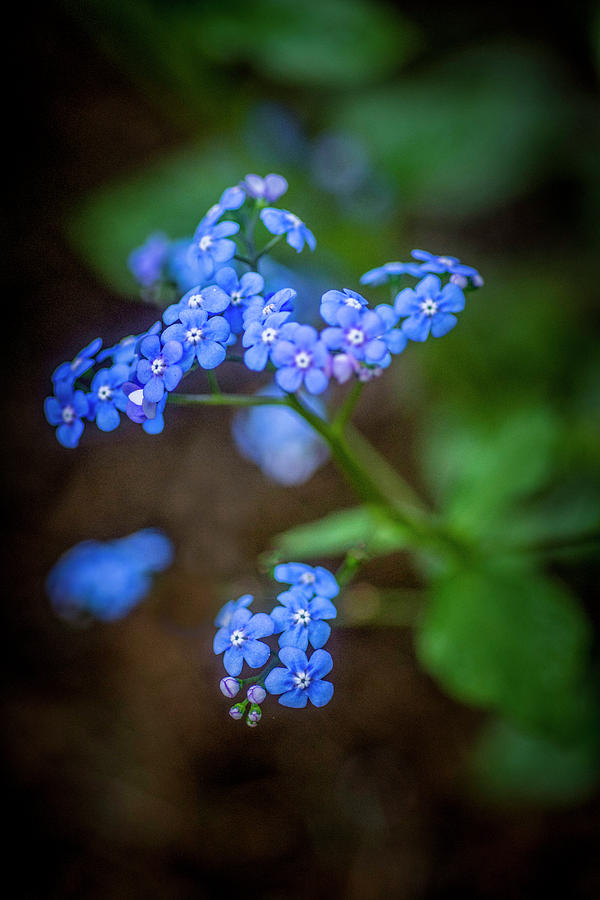 Small Blue Wildflowers Photograph By Michael Sedam Pixels   Small Blue Wildflowers Michael Sedam 