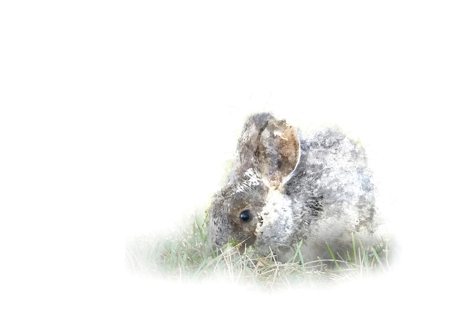 Small Bunny Digital Art by Terry Davis