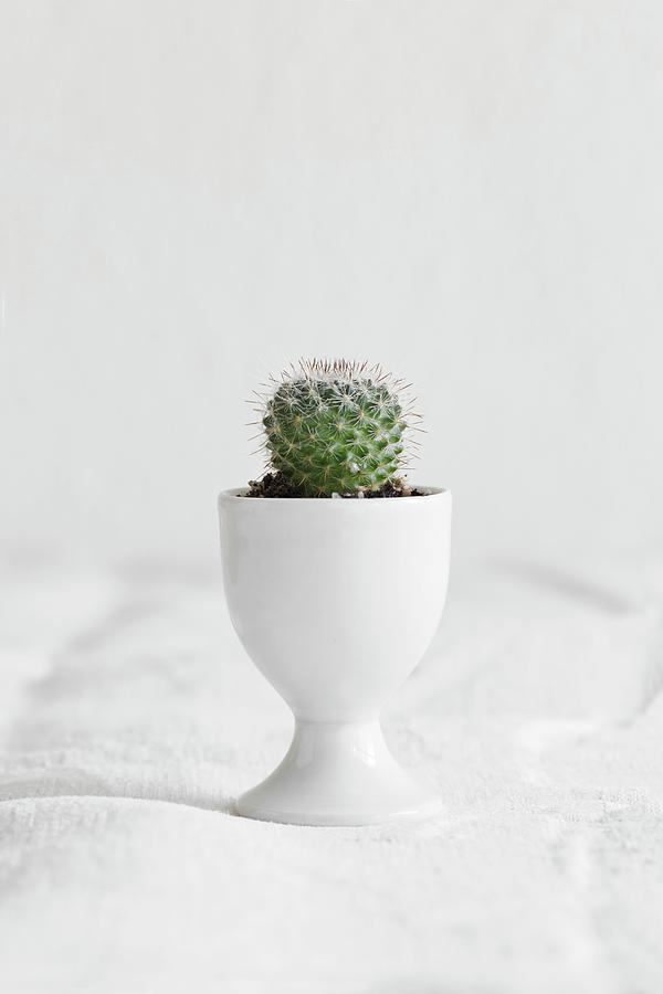 Small Cactus Planted In Eggcup On White Linen Cloth Photograph by Sabine Lscher