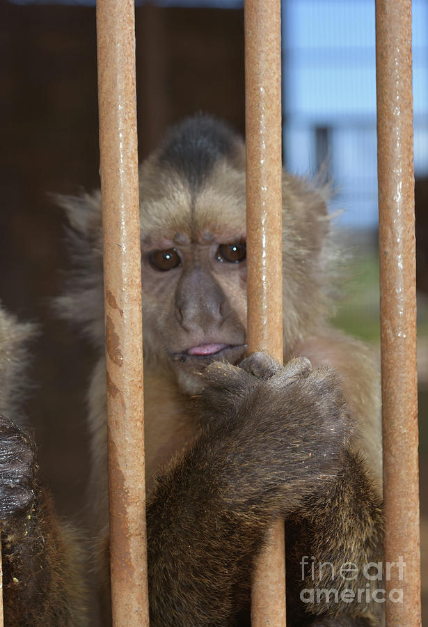 Monkey in store a cage toy