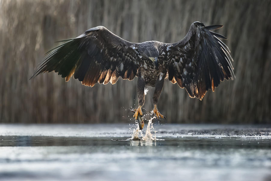 Eagle Photograph - Small Catch by Phillip Chang