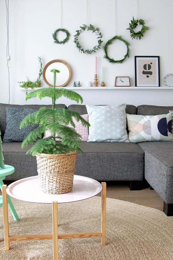 Small Christmas Tree In Basket In Front Of Grey Sofa Below Wreaths Hung On Wall Photograph by Marij Hessel