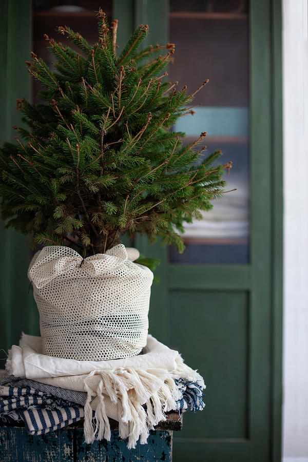 Christmas Photograph - Small Christmas Tree In Fabric-wrapped Pot by Alicja Koll
