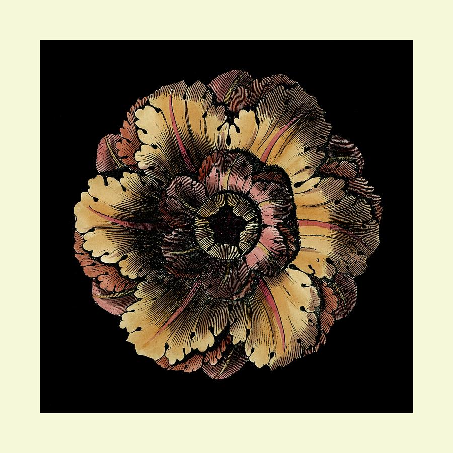 Flower Painting - Small Classic Rosette IIi by Vision Studio