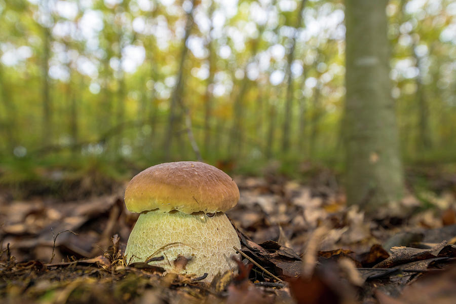 Fall Photograph - Small, Closed Boletus In The Deciduous Forest Of Buchenhain From A Low Angle Perspective, Germany, Brandenburg, Spreewald by Martin Siering Photography