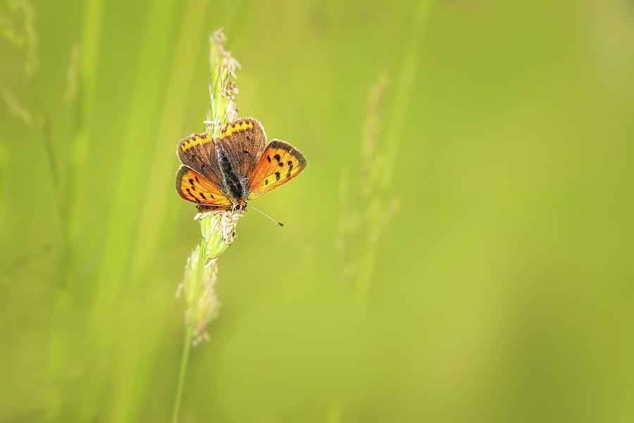 Small copper butterfly  Photograph by Chris Smith