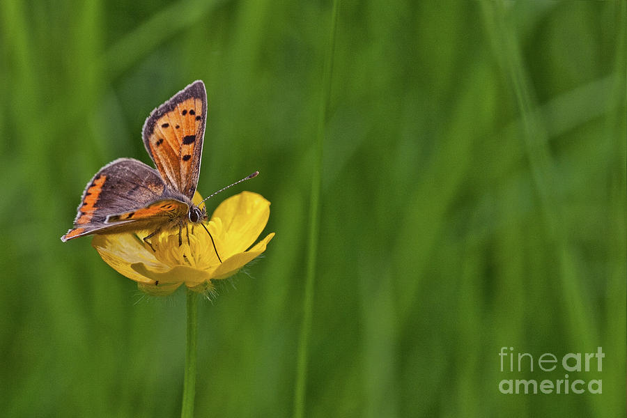 Small Copper Butterfly Photograph