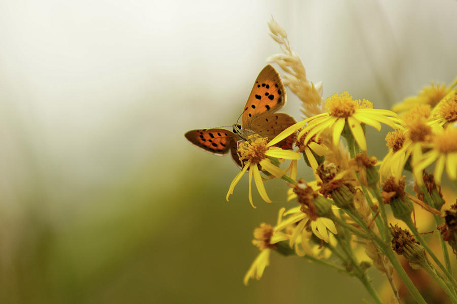 Small Copper On Ragwort Photograph by Ginny Battson Small Copper On Ragwort Photograph by Ginny Battson