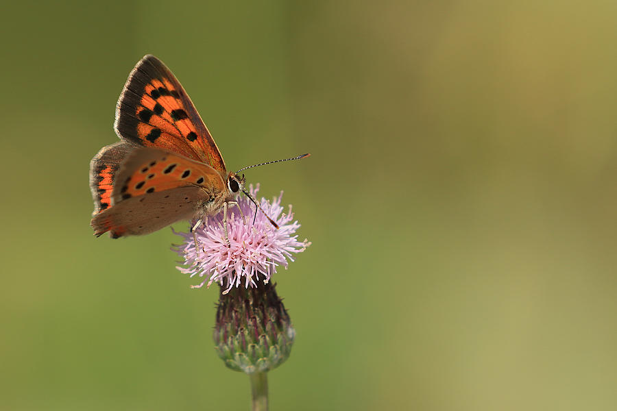 Butterfly Photograph - Small Copper by Simun Ascic