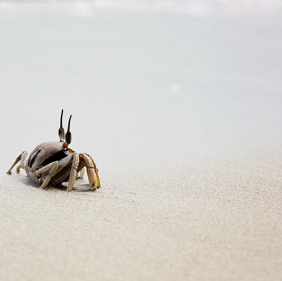 Small Crab On White Sands Photograph by Susan.k.