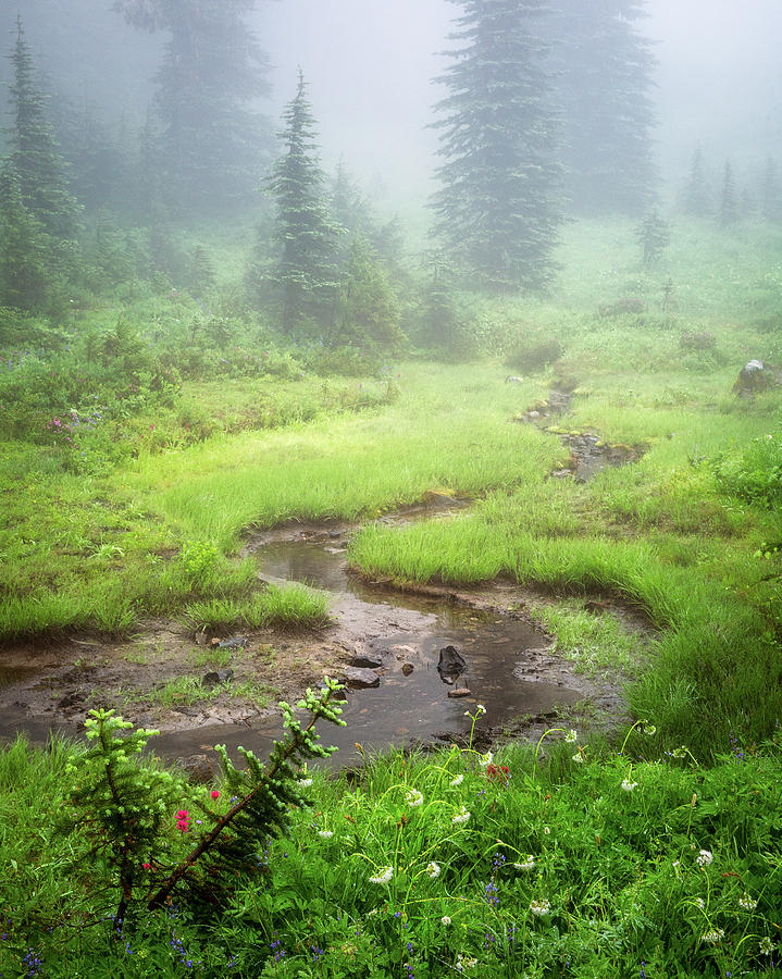 Small Creek Covers with Fog in Paradise Mount Rainier Photograph by Alex Mironyuk