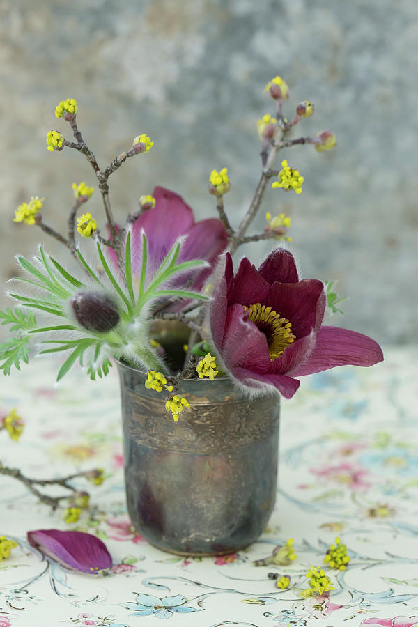 Small Decoration With Pasque Flower And Cornelian Cherry Photograph by Martina Schindler