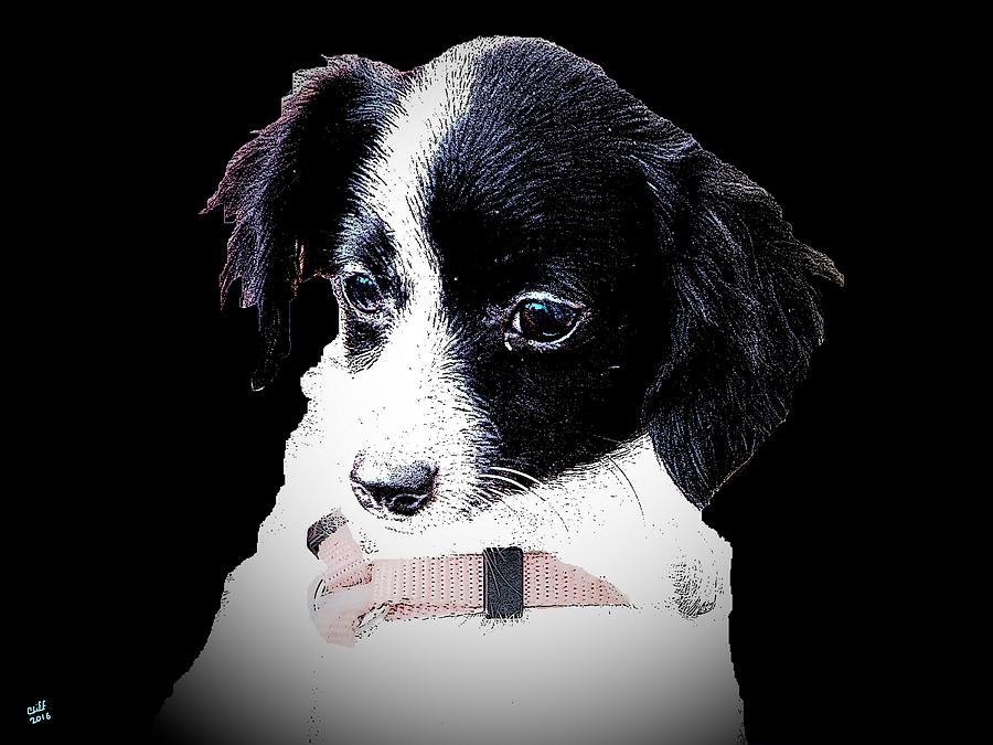 Small Dog Digital Art by Cliff Wilson