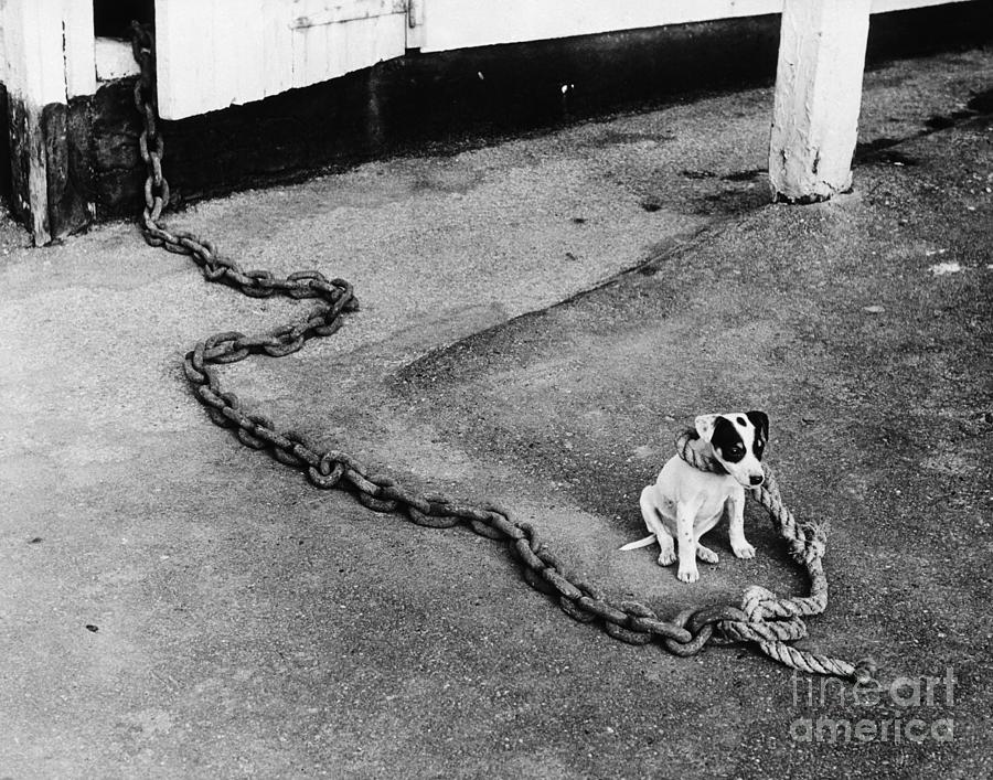Small Dog On Large Chain Photograph by Bettmann