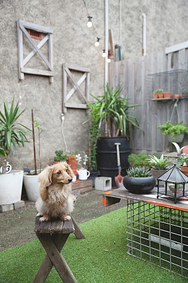 Small Dog On Old Wooden Bench In Courtyard Decorated With Many Potted Plants And Artificial Grass Rug Photograph by Natalie Jeffcott