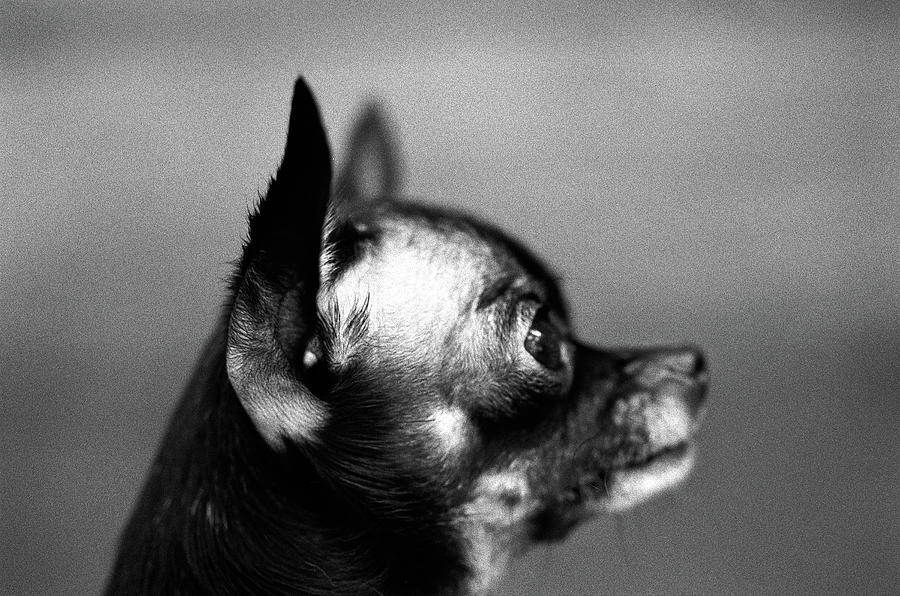Small Dog, Profile Photograph by Henry Horenstein Small Dog, Profile Photograph by Henry Horenstein