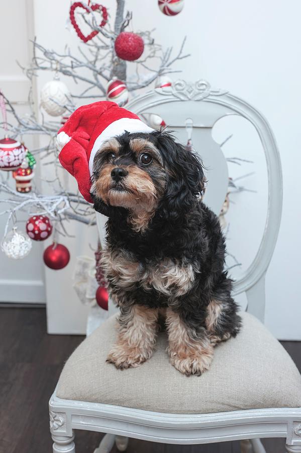 Small Dog Wearing Santa Hat Sitting On Chair In Front Of Christmas Tree Photograph by Linda Burgess