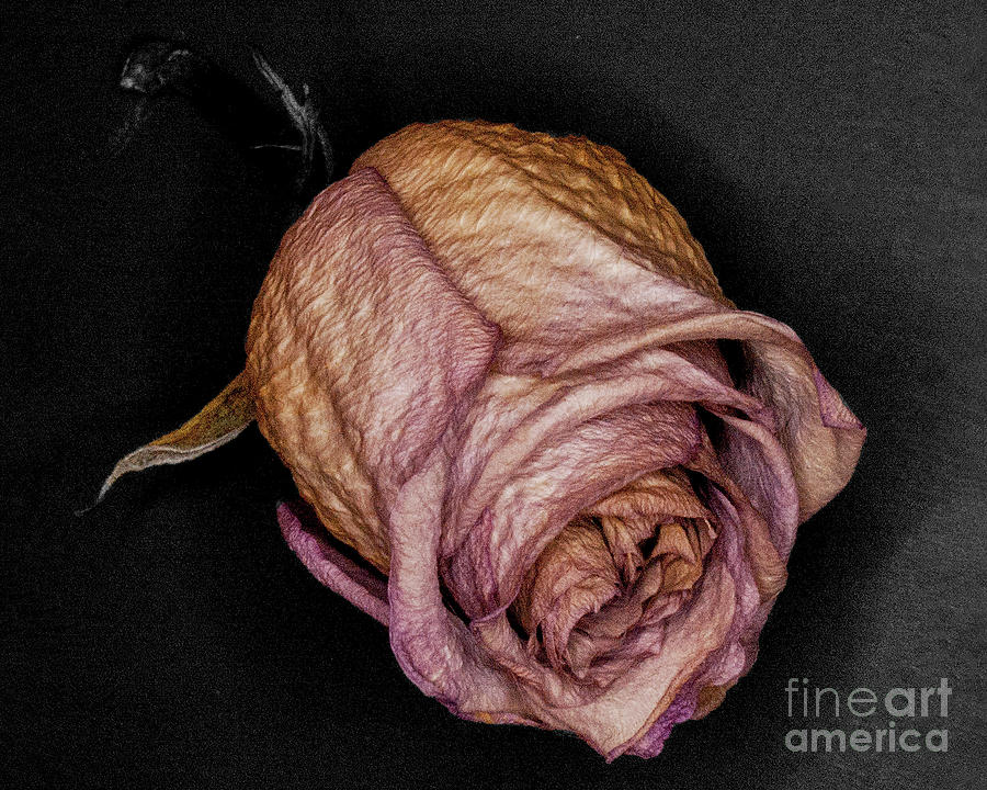 Two Dried Roses 1 Digital Art by Anthony Ellis - Pixels