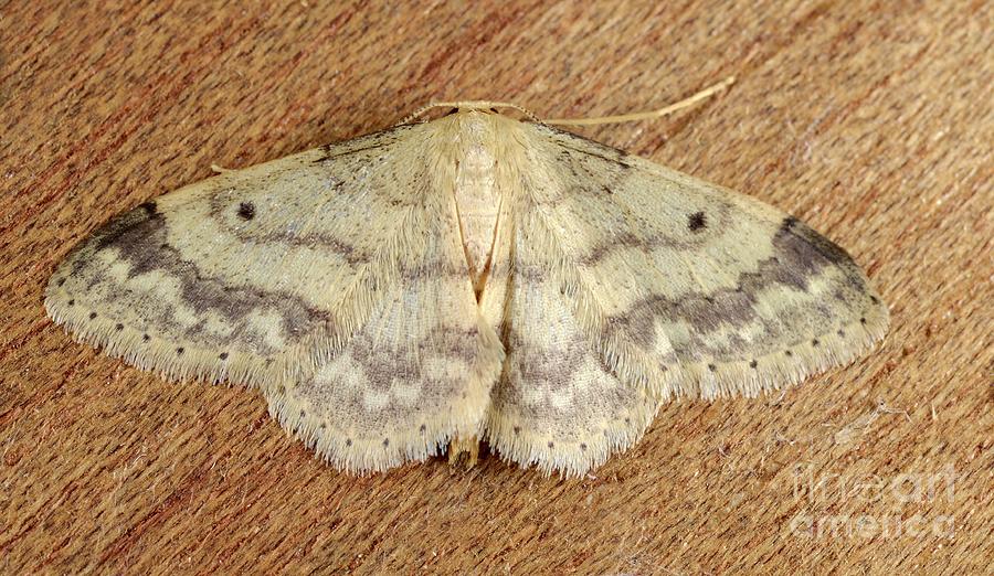 Small Fan-footed Wave Moth Photograph by Nigel Downer/science Photo ...