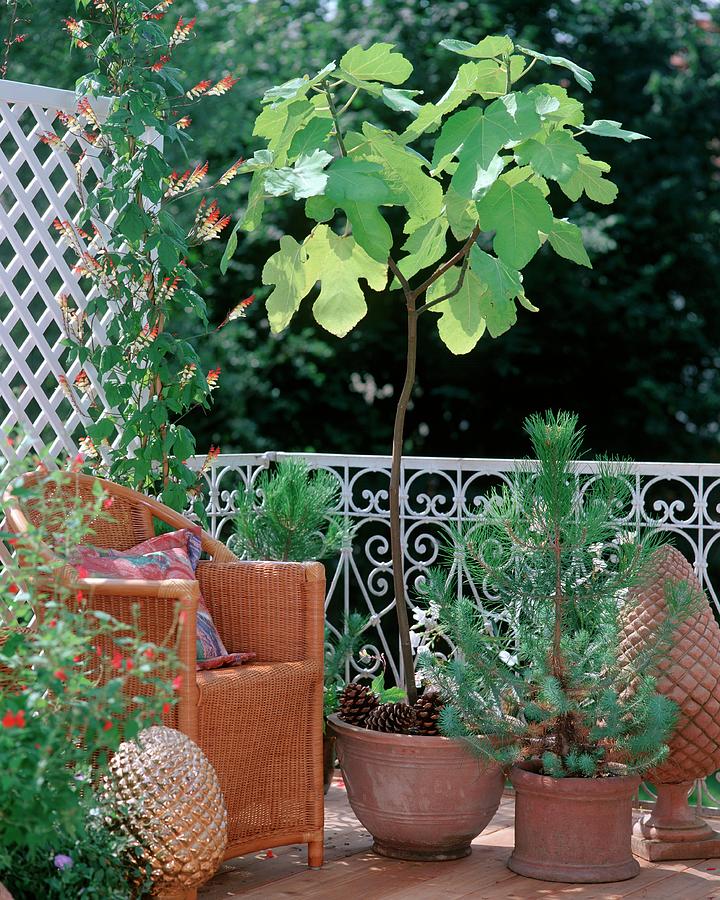 Small Fig Tree ficus Carica, Morning Glory quamoclit Lobata And Small Pine Tree Next To Wicker Chair On Balcony Photograph by Friedrich Strauss