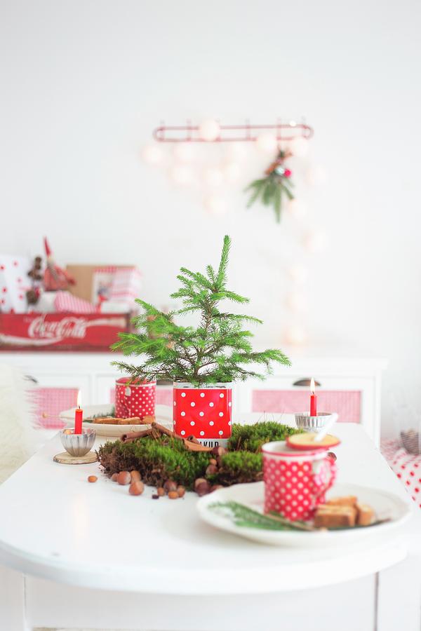 Small Fir Tree In Tin And Moss On Festive Table Photograph by Syl Loves