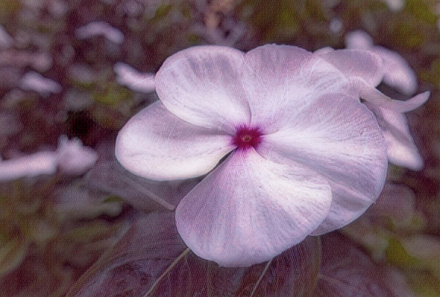 Small Flower by Patricia Cale Small Flower by Patricia Cale