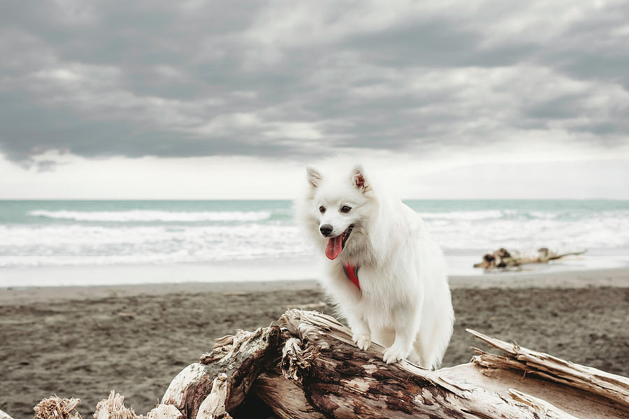 Dog Photograph - Small Fluffy White Dog Sitting On Driftwood At The Beach by Cavan Images