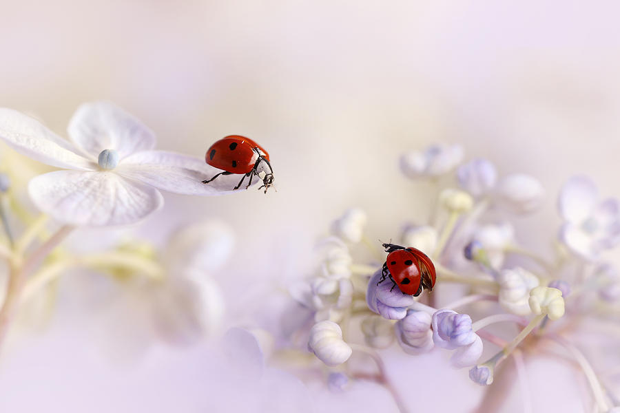 Ladybug Photograph - Small Friends by Ellen Van Deelen