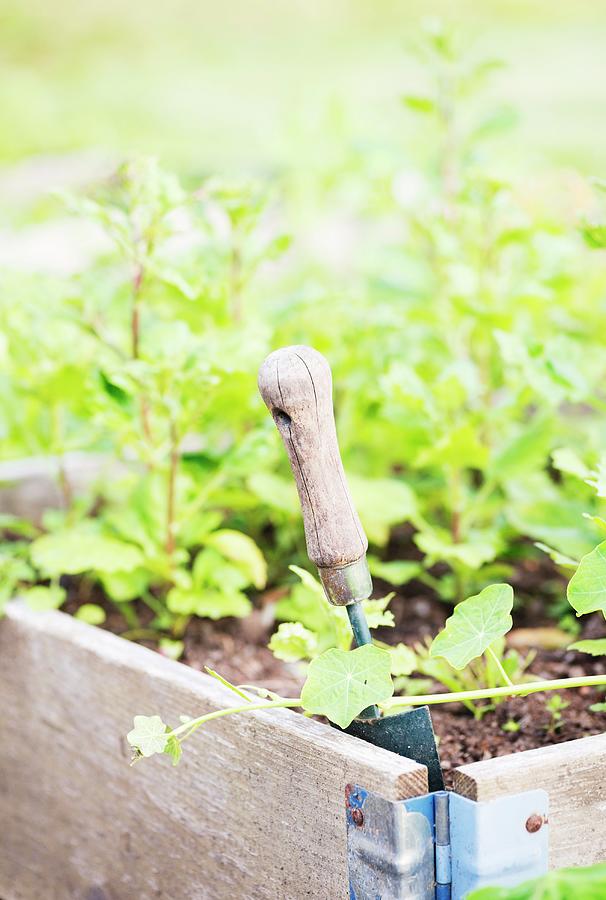 Small Garden Trowel In The Soil Of A Vegetable Bed Photograph by Lars Hallstrm