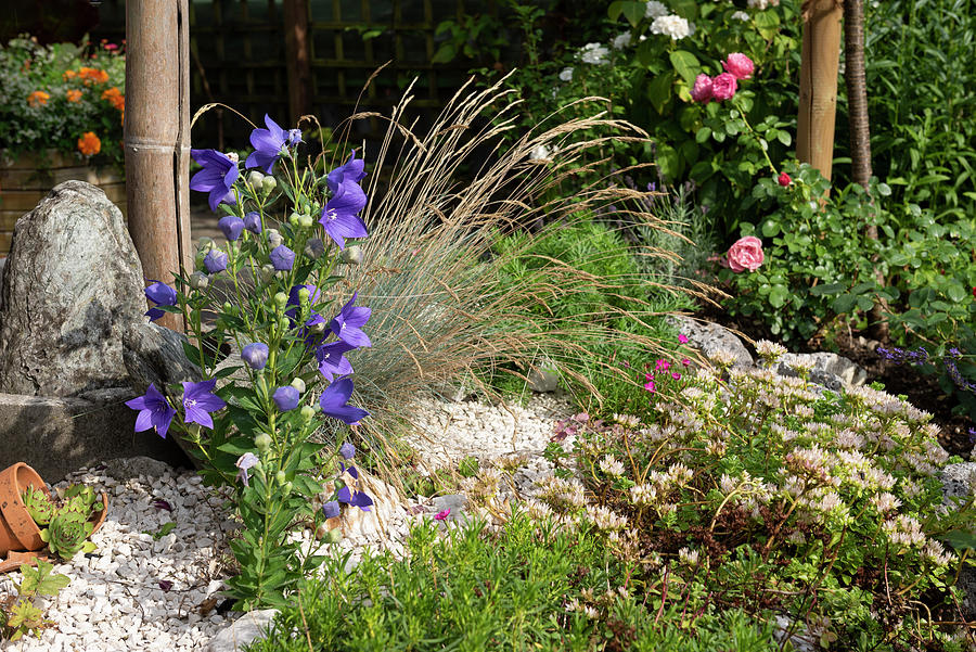 Small Gravel Bed With Balloon Flowers, Ornamental Grass, And Ground Covers Photograph by Ira Hilger