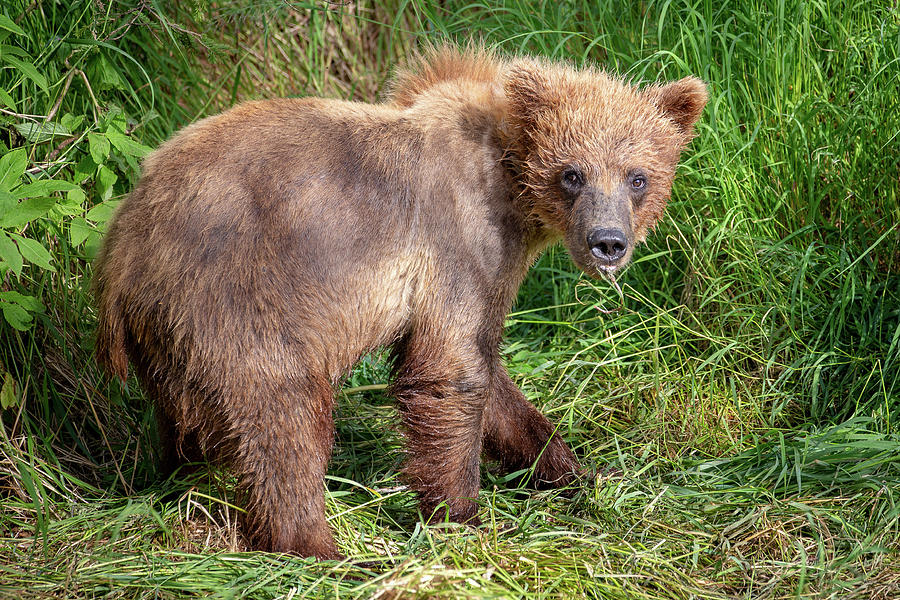 Small grizzly cub Photograph by Alex Mironyuk - Pixels