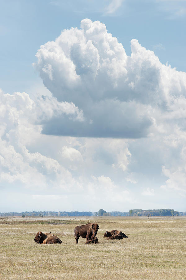 Small Group Of Buffalo On Grass Prairie Photograph by Dlerick