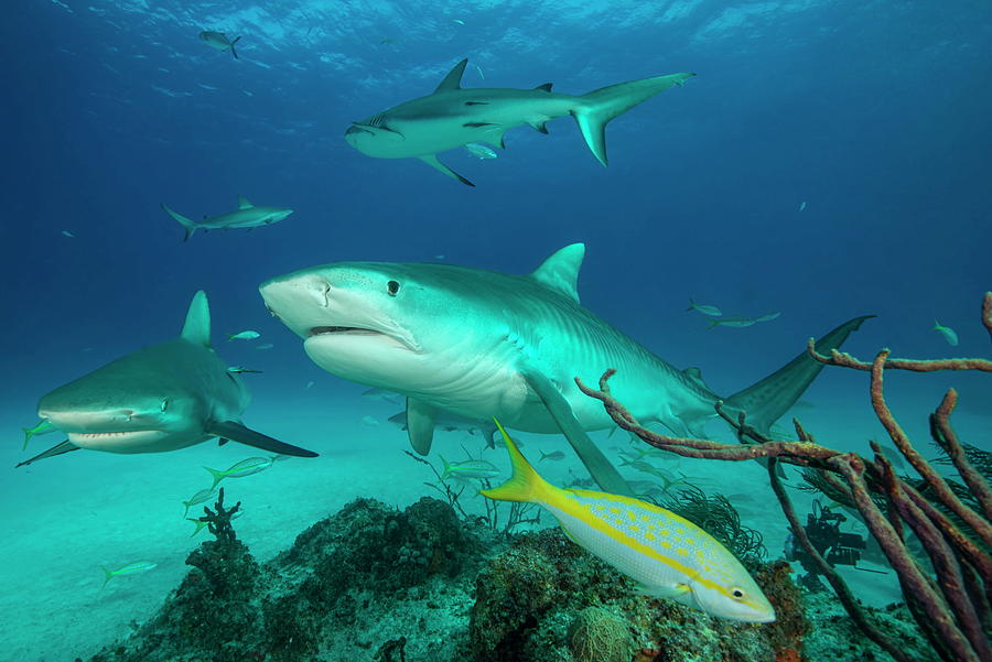 Small Group Of Tiger Sharks Swimming, Tiger Beach, Bahamas Digital Art ...