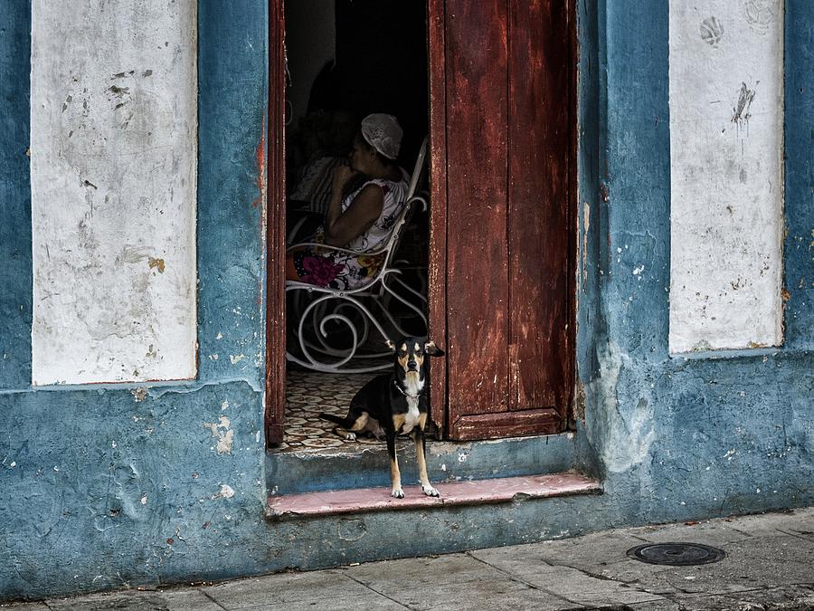 Dog Photograph - Small Guard Dog by Pavol Stranak