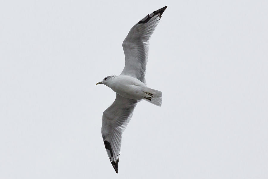 Small Gull with Black Wingtips Photograph by John Daly