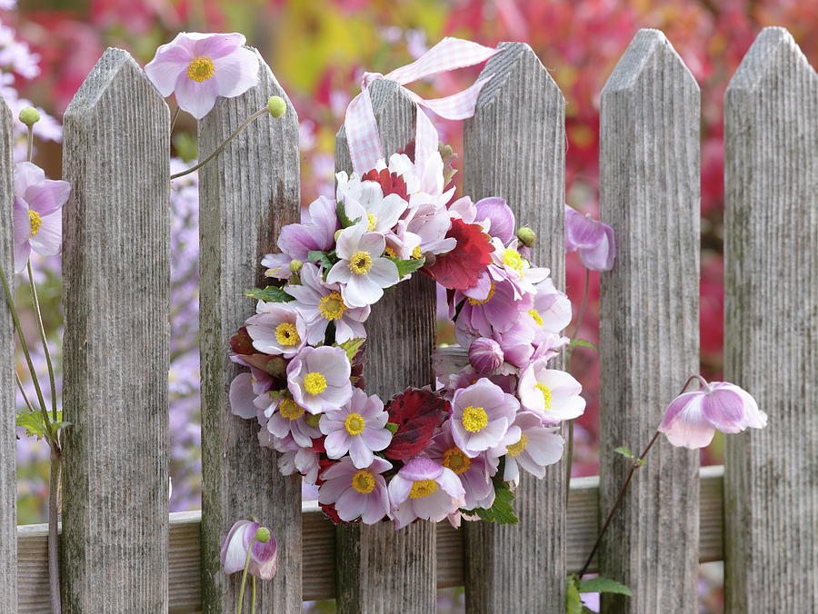 Small Hanging Wreath From Anemone Hupehensis septembercharm Photograph by Friedrich Strauss