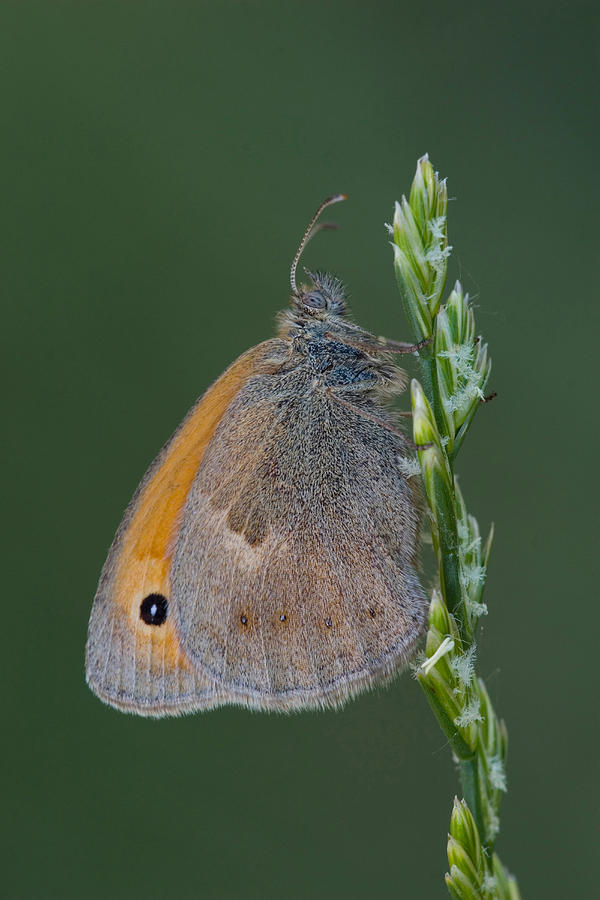 Small Heath Butterfly Photograph by David Hosking