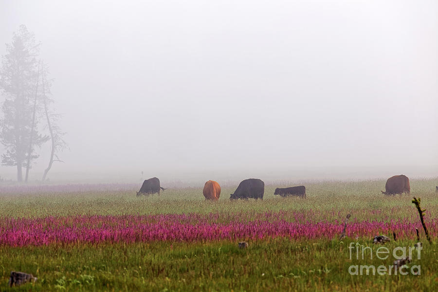 Beef Cattle Grazing Foggy Flower Meadow Photograph by Robert C Paulson Jr