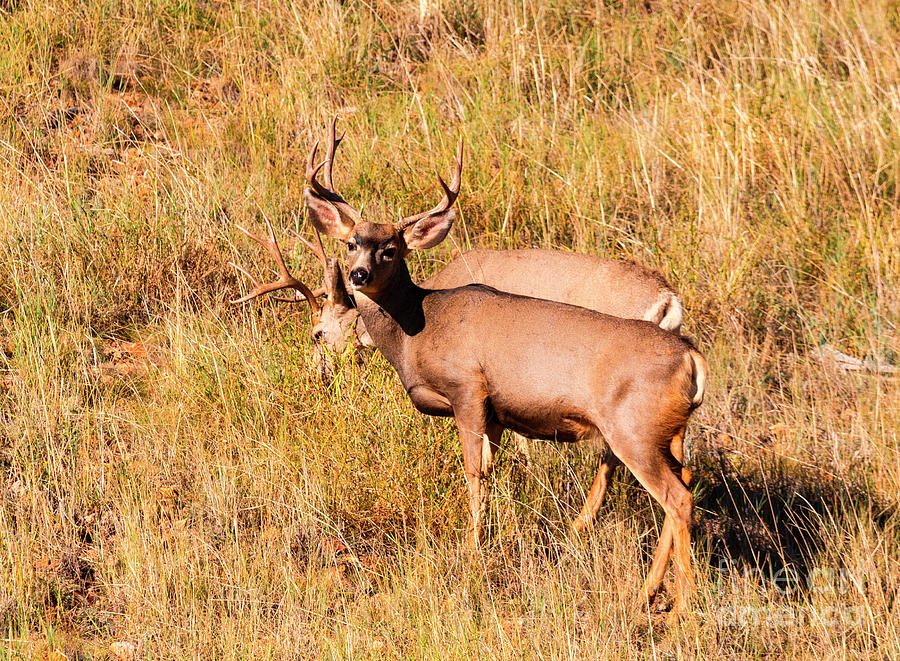 Small Herd of Buck Mule Deer Photograph by Steven Krull