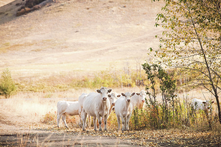 Summer Photograph - Small Herd Of Charolaisecattle On by Debibishop