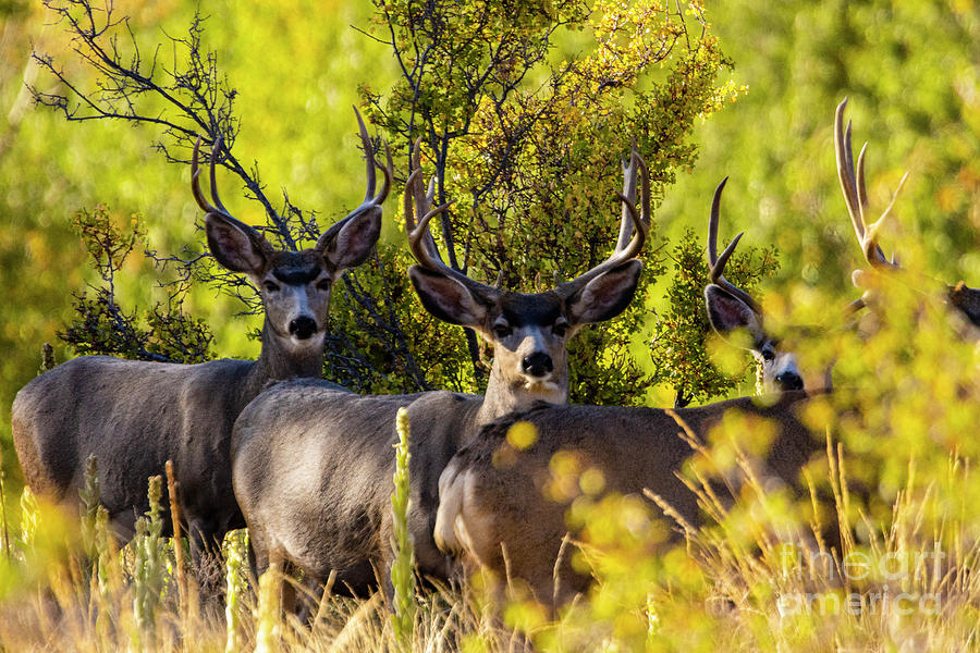 Small Herd of Mule Deer Bucks Photograph by Steven Krull