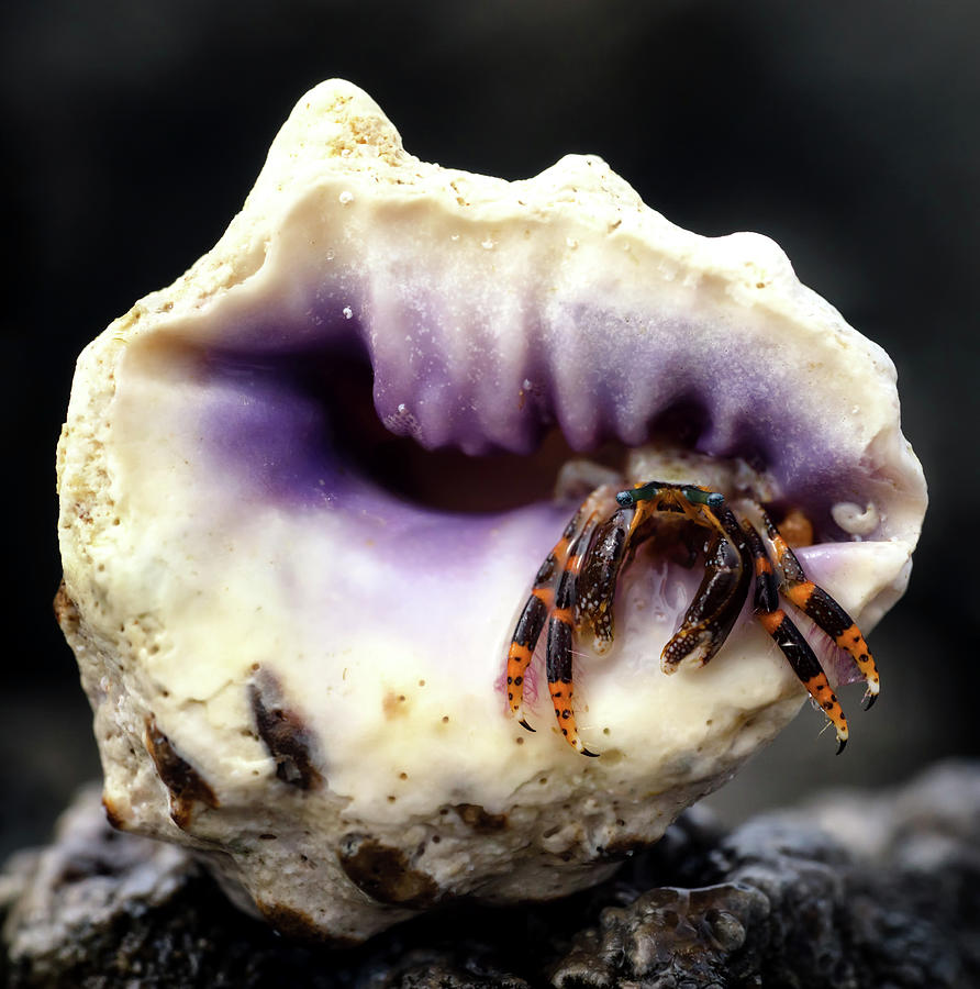Nature Photograph - Small Hermit Crab by Christopher Johnson
